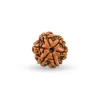 6 Mukhi Rudraksh